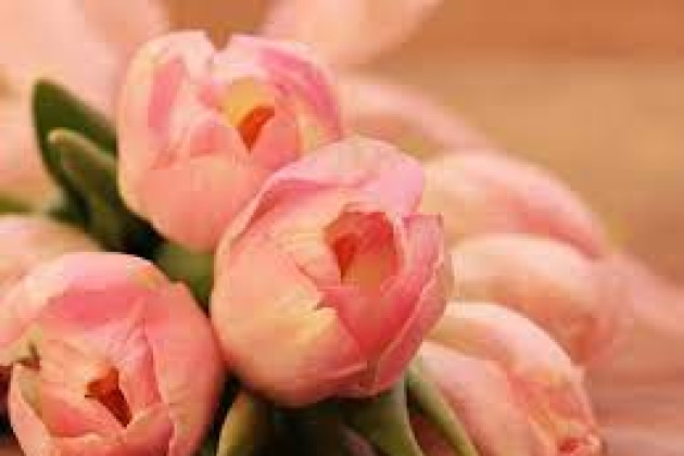 Дорогие наши женщины! БОО "Ветераны физической культуры и спорта" от всей души поздравляет Вас с этим прекрасным праздником!